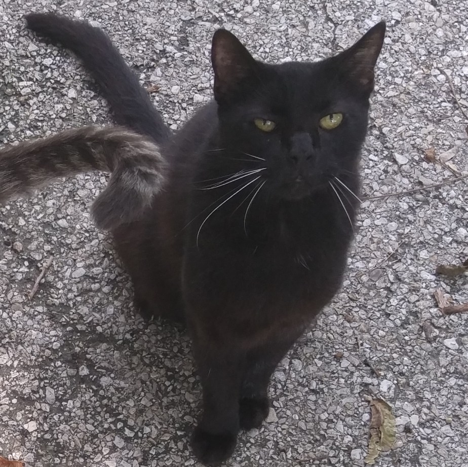 Remembering Cowboy (2003-2016)